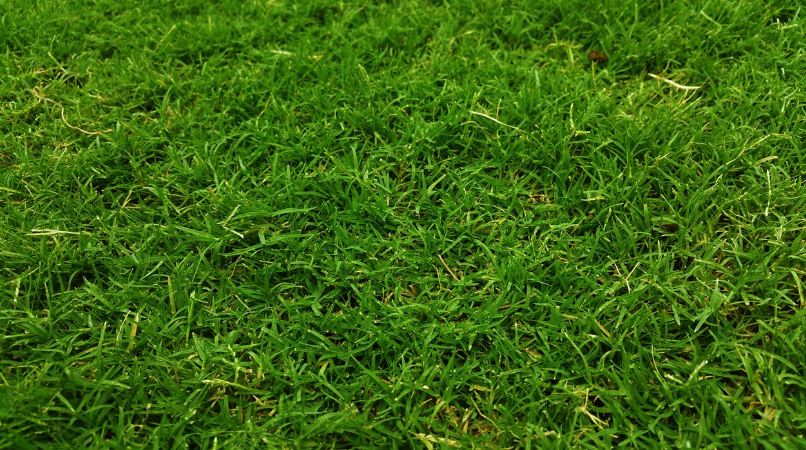 Bermuda Grass