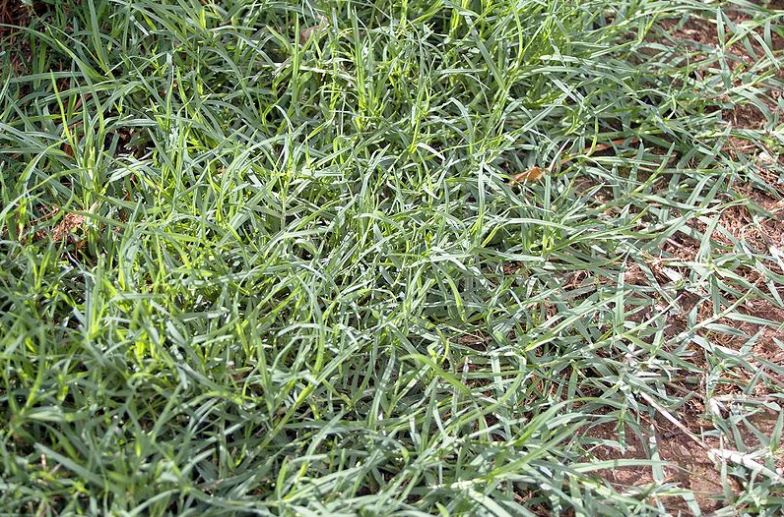 Cynodon_dactylon_2