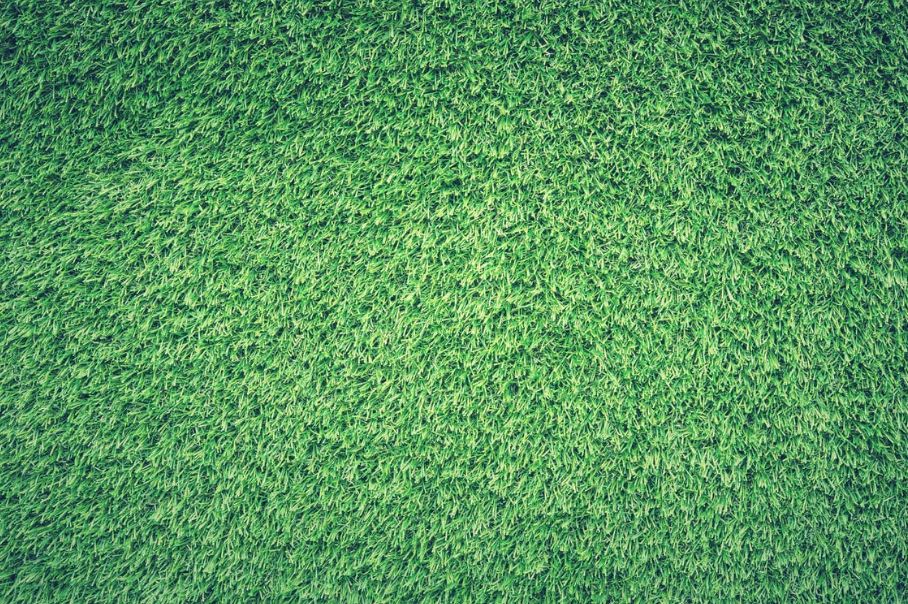 Zoysia Grass