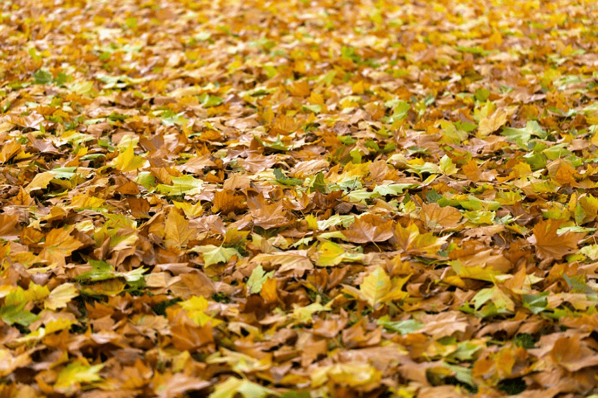 autumn-leaves-foliage-fallen-leaves