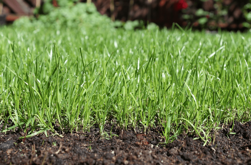 earth-grass-soil-plants
